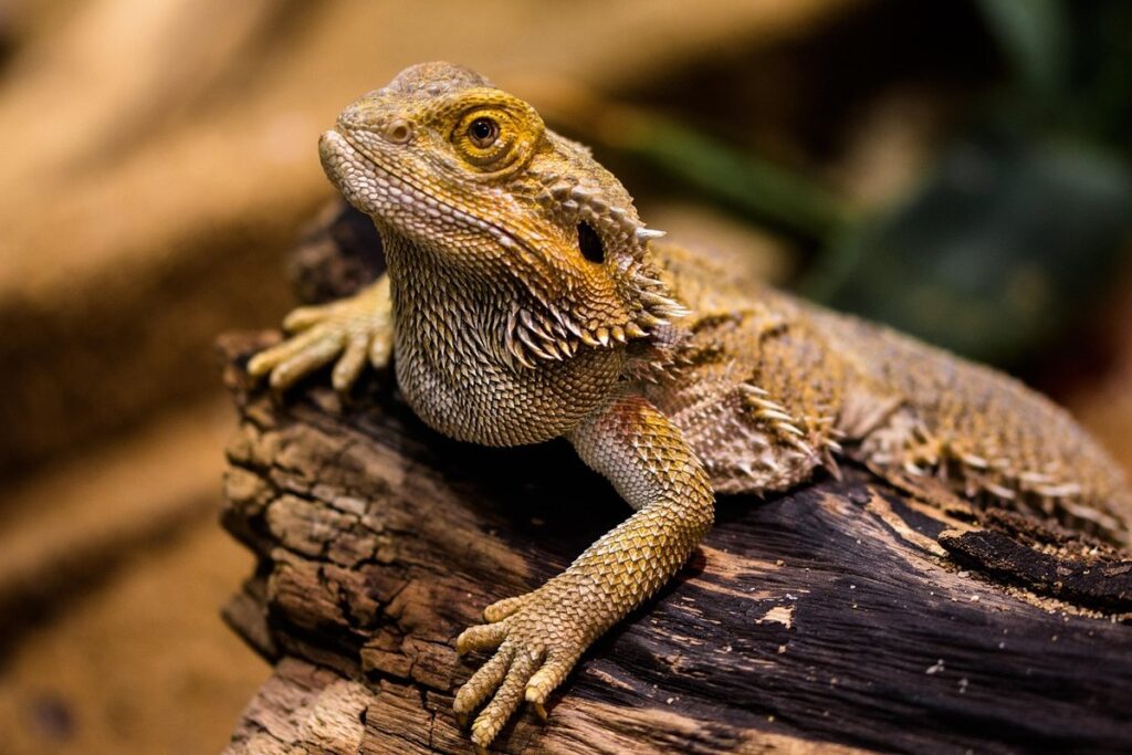 affectionate bearded dragon