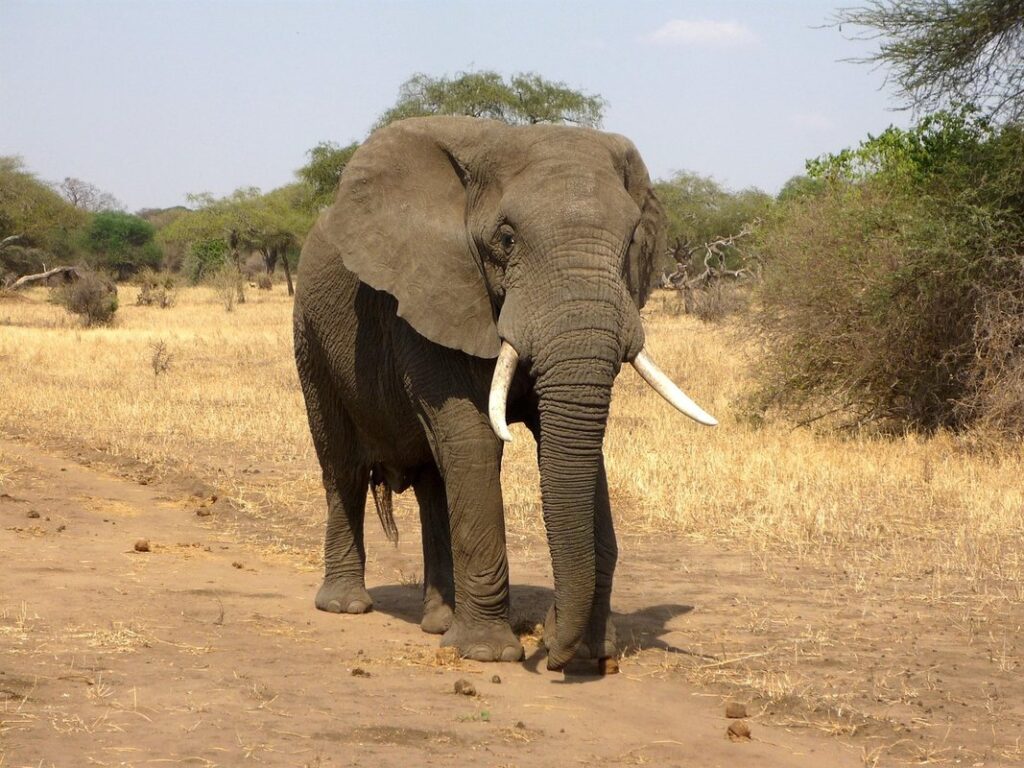 exotic animals from africa