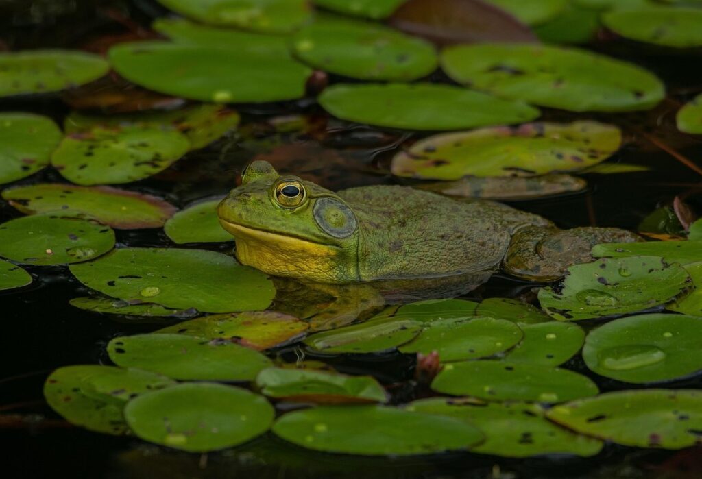 african bullfrog characteristics