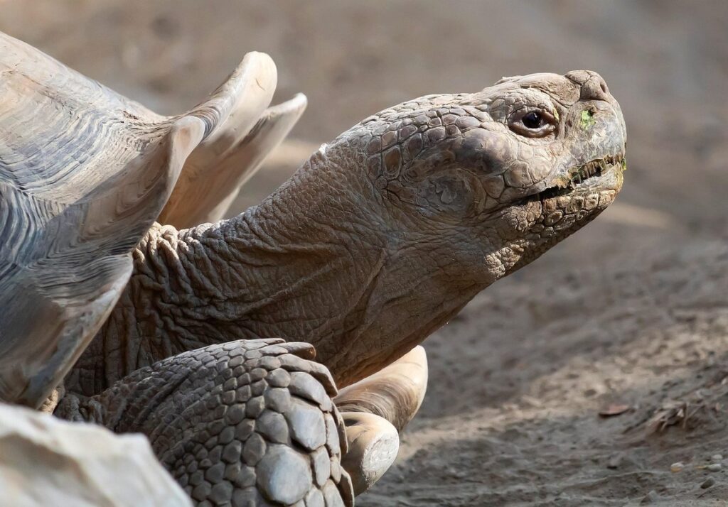 african desert tortoise