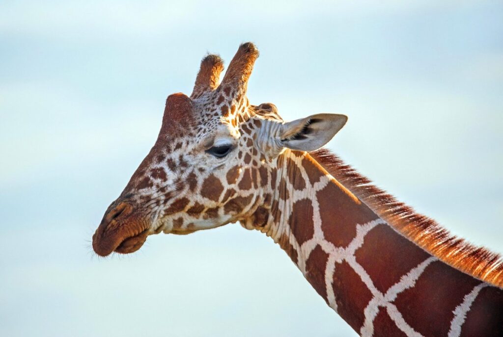african exotic animals