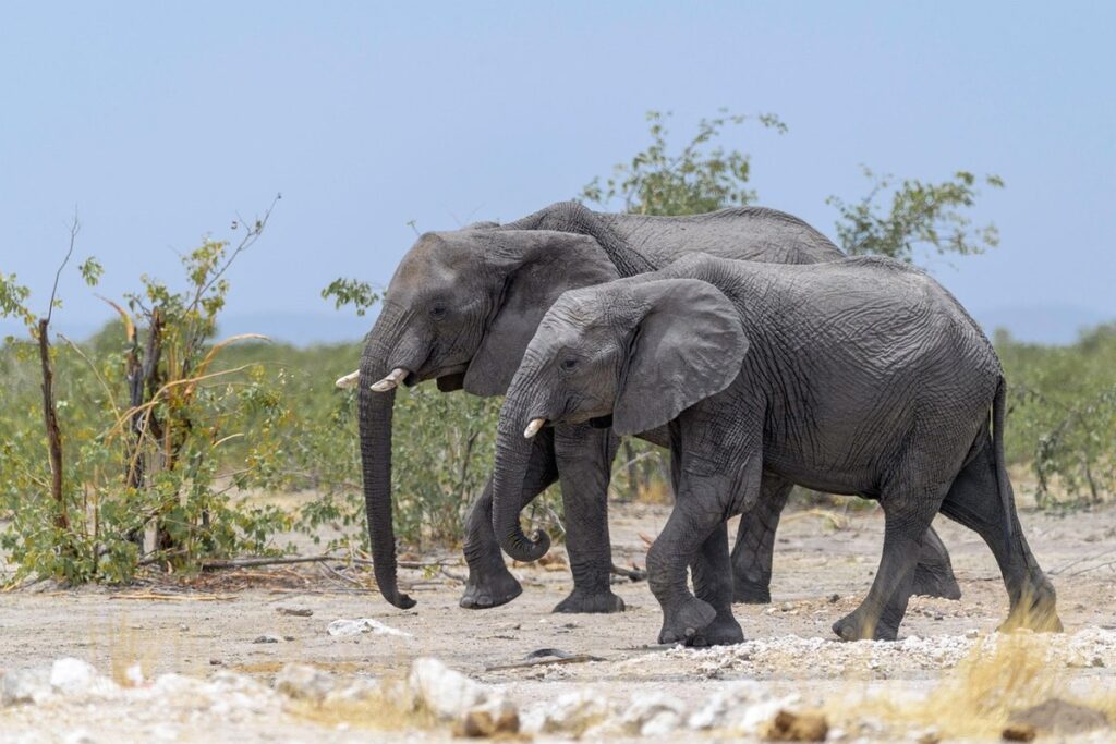 african gray care