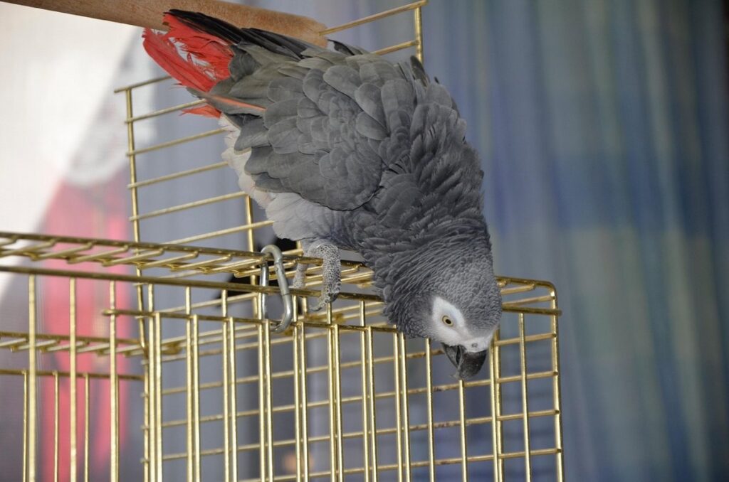 cage for african grey
