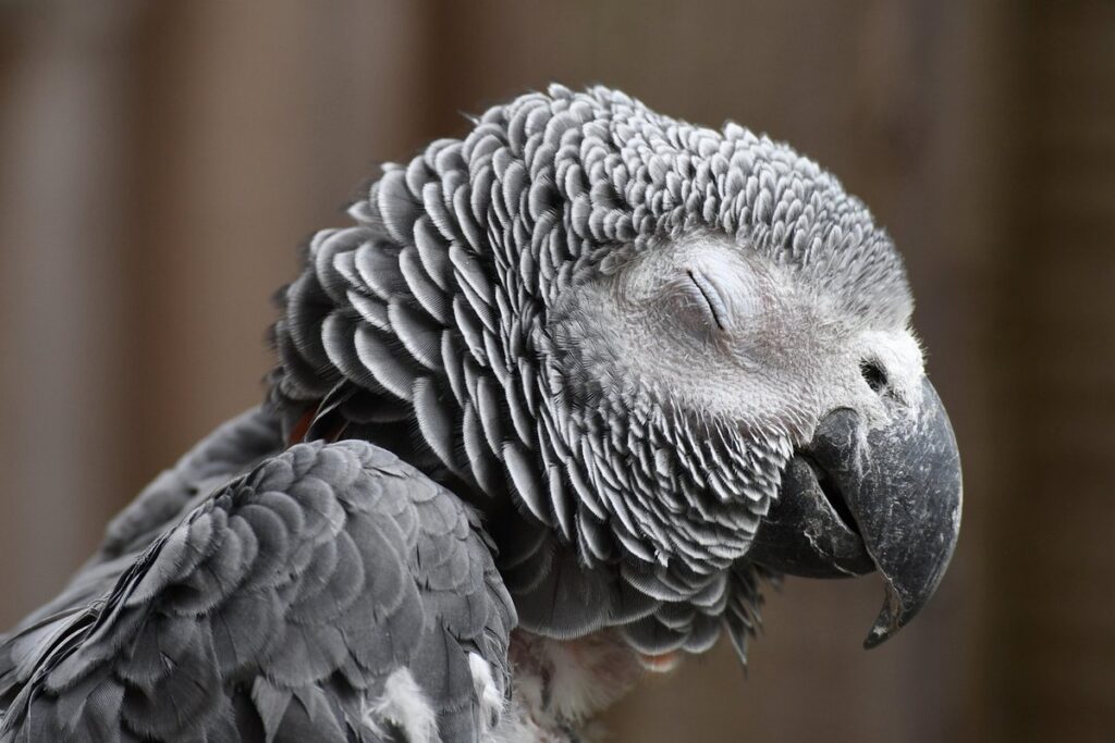 south african gray parrots