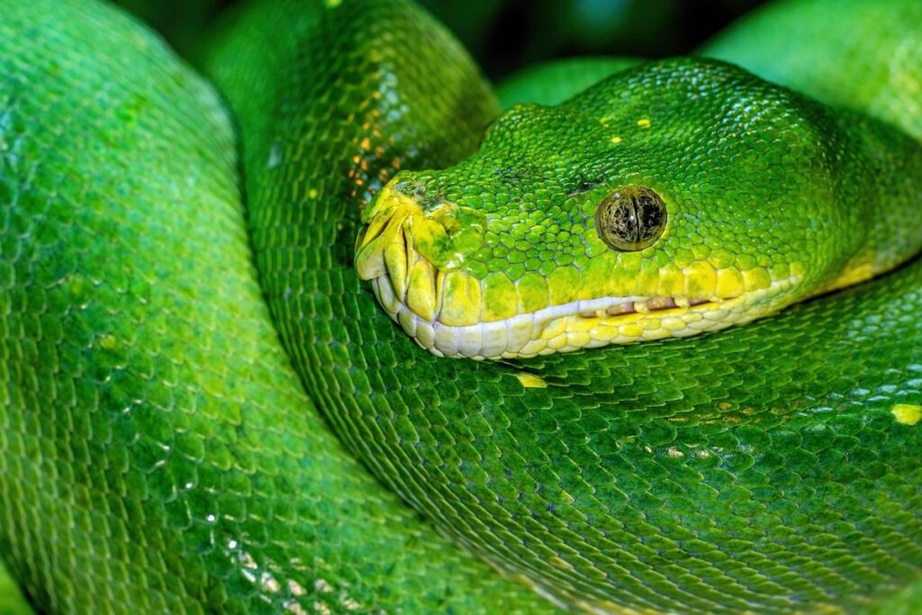 rock african python care