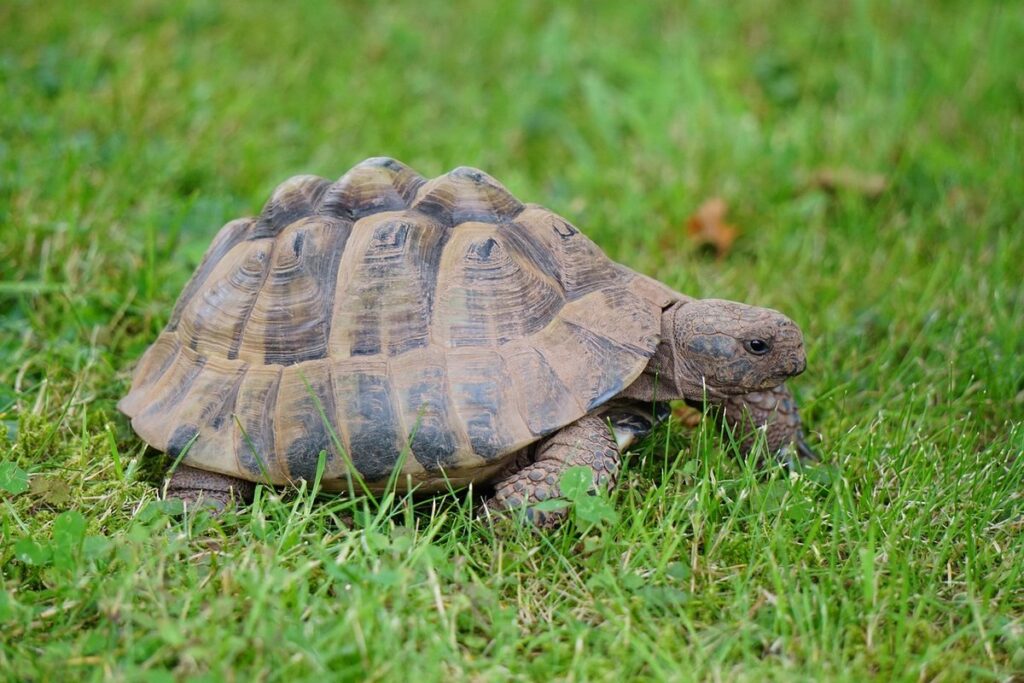 african spur-thighed tortoise
