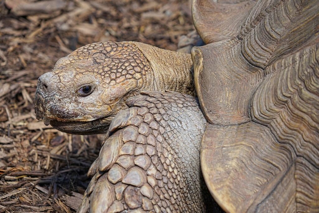 African tortoise enclosure