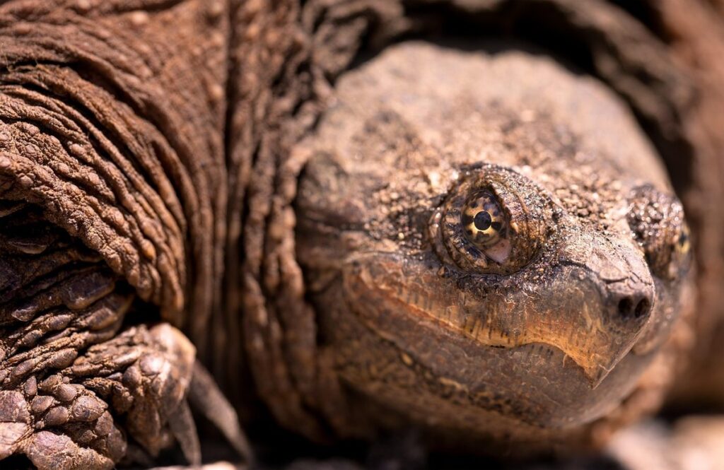 albino snapping turtle