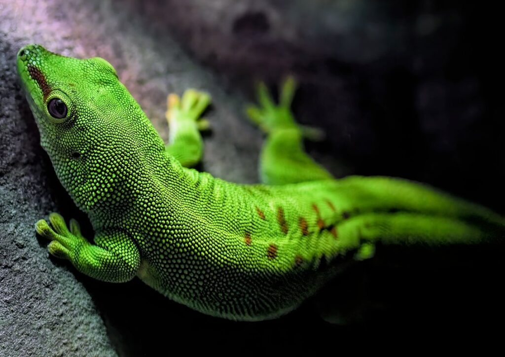 madagascar day gecko
