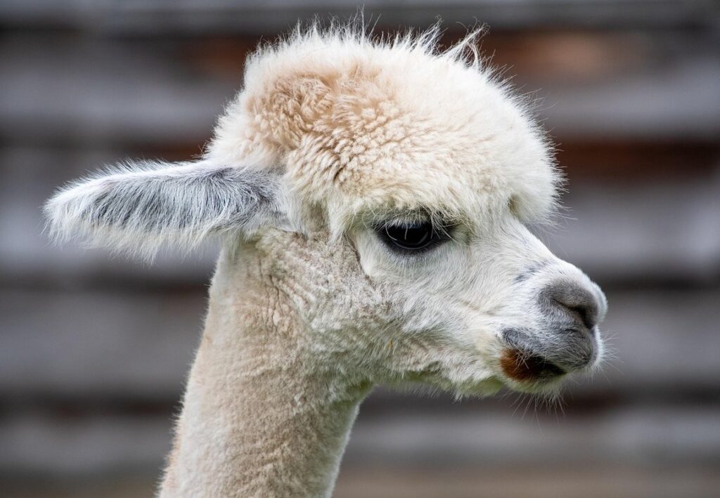 alpaca for a pet