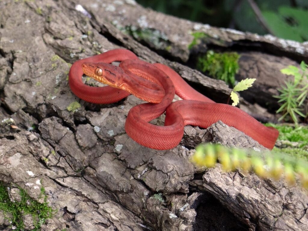amazon tree boa characteristics