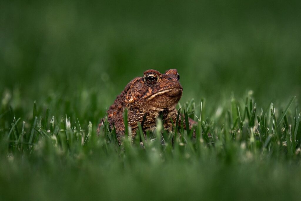 american toad characteristics