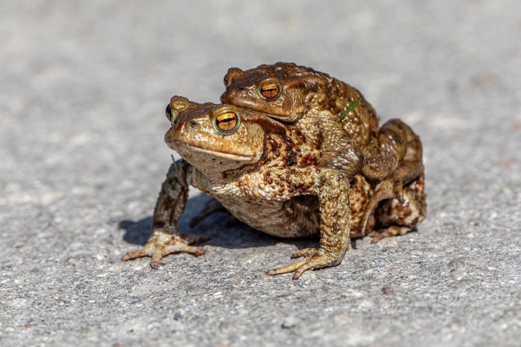 amphibian behavior traits