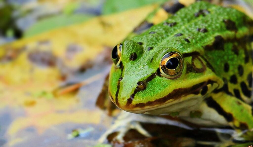 amphibian habitat requirements