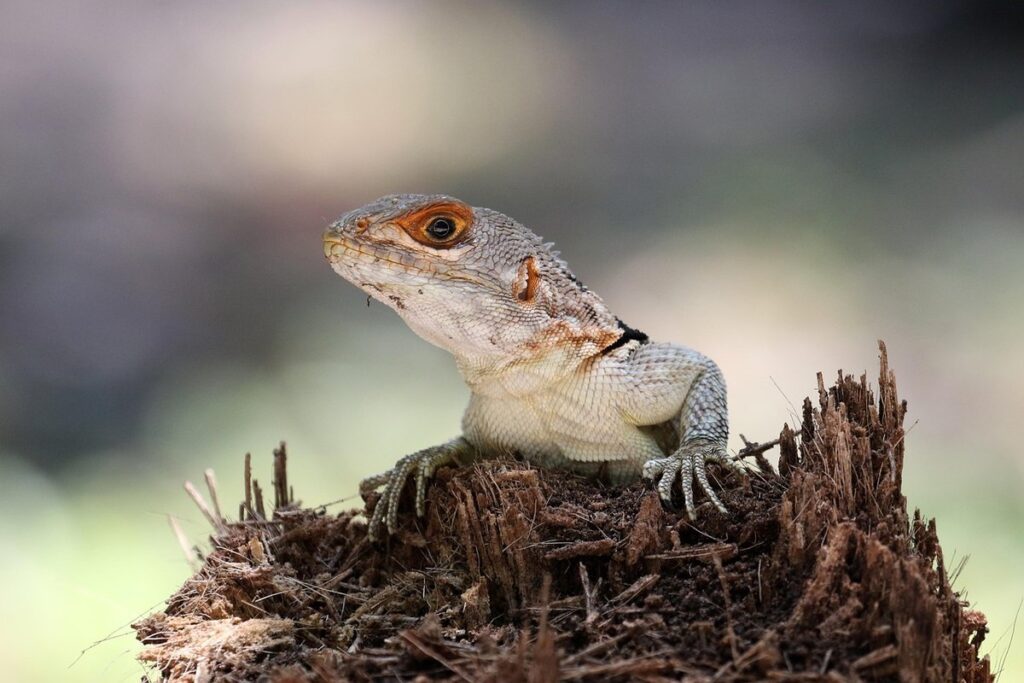 amphibian pet conservation issues