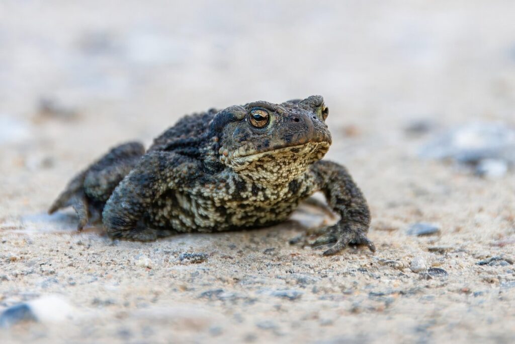 amphibian pet health monitoring