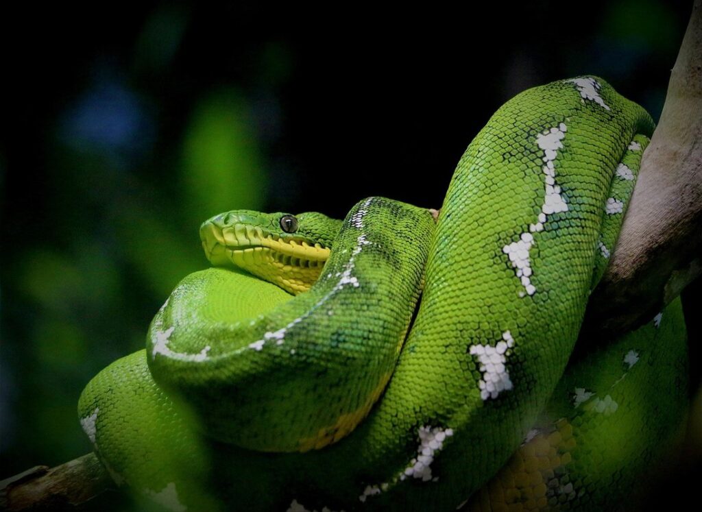 environmental enrichment for exotic reptiles