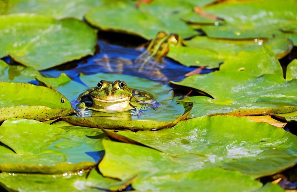 aquatic frogs characteristics