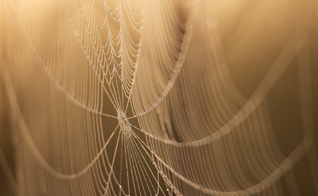 arachnid molting process