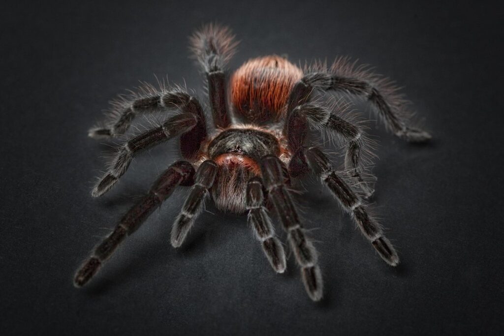 arachnid pet safe handling
