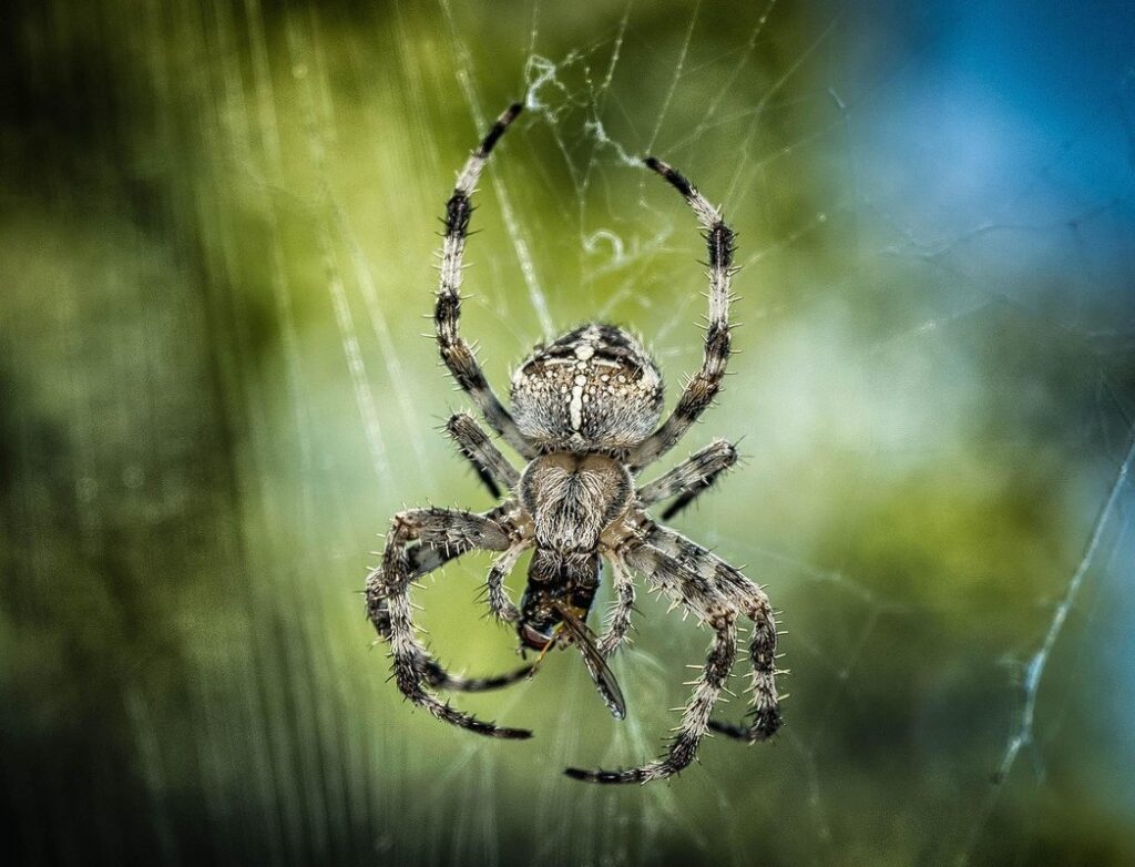 arachnid prey selection