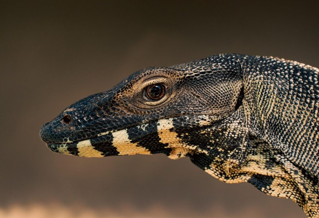 argus monitor size