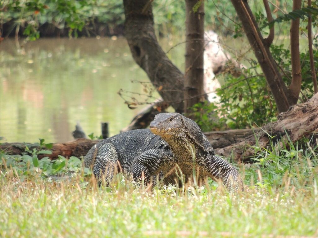 asian water monitor pet