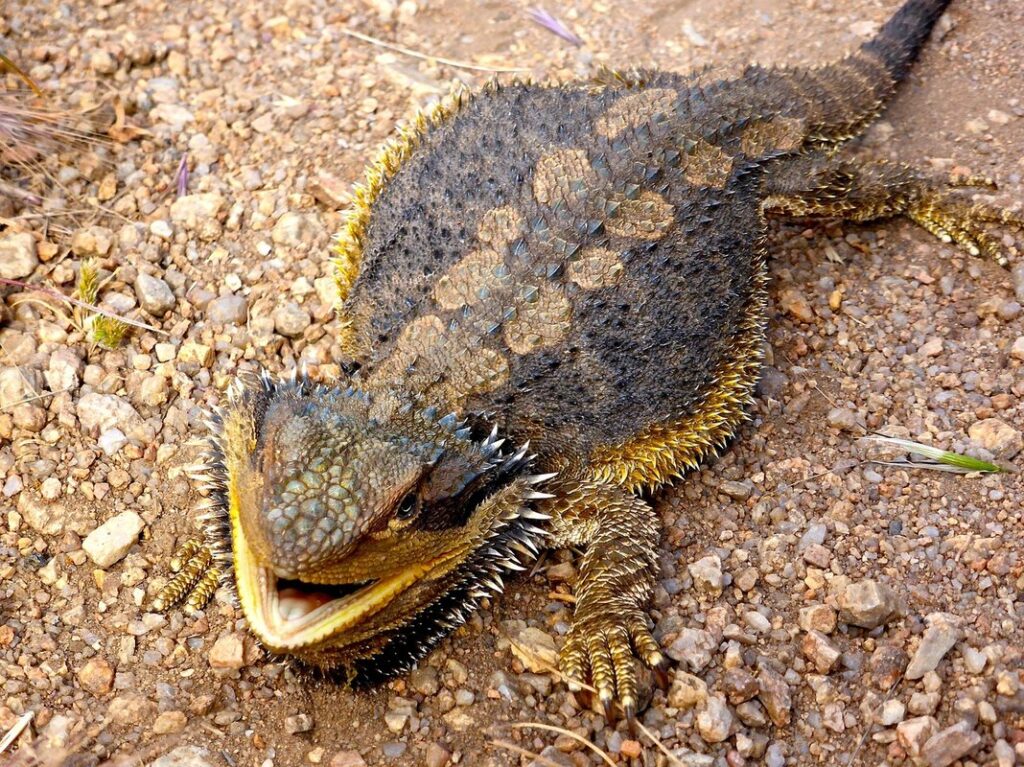 australian frilled lizard