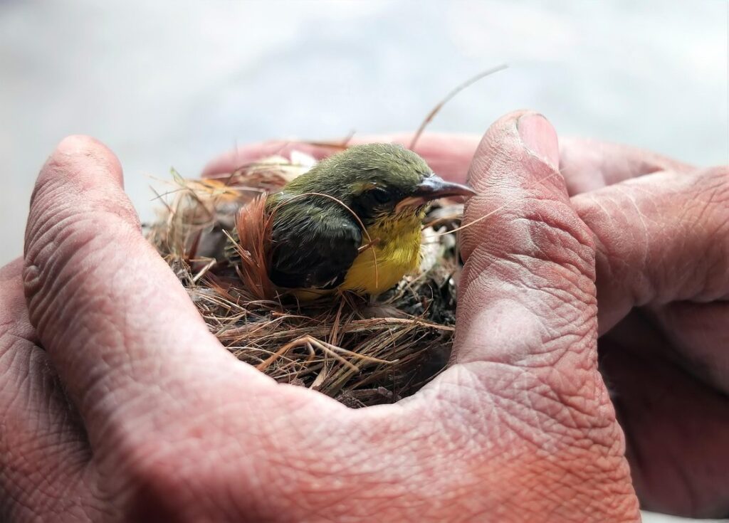 avian feather care