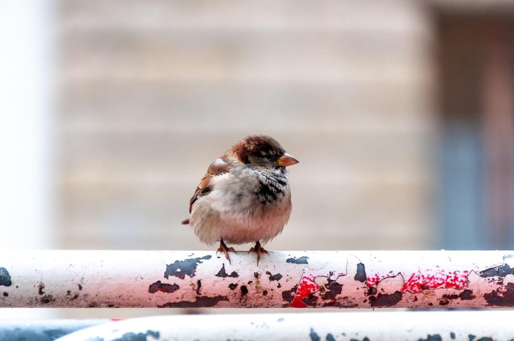 avian feather health