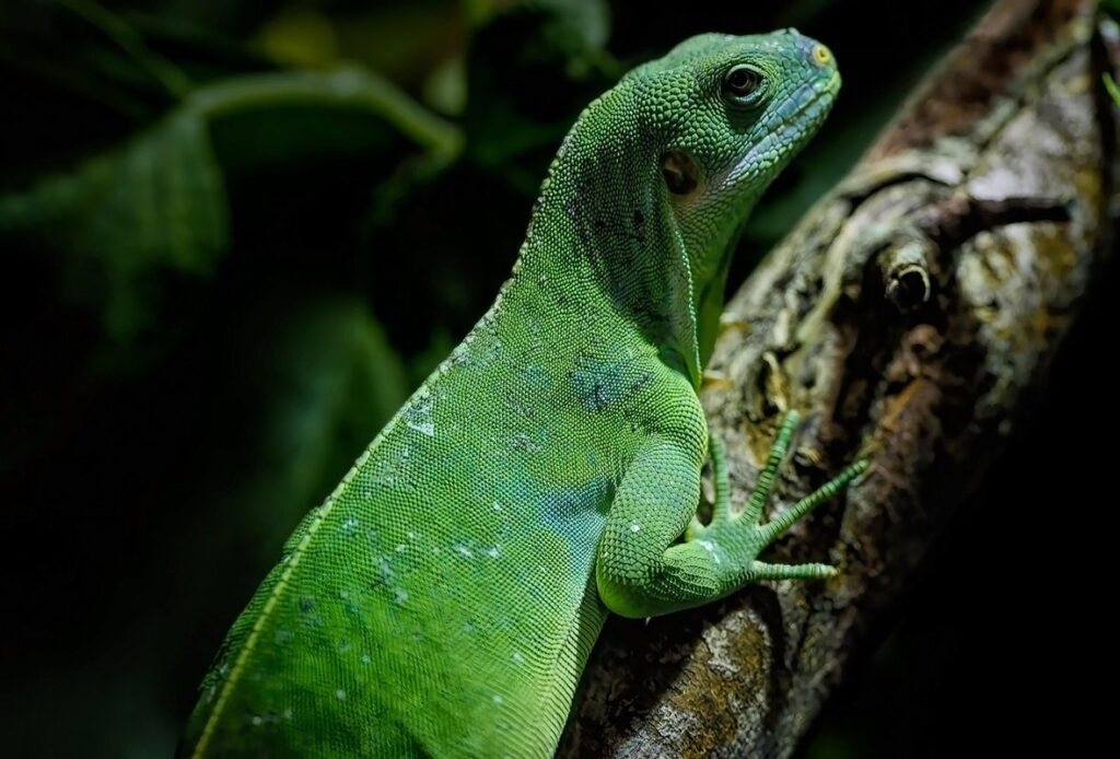 banded lizard