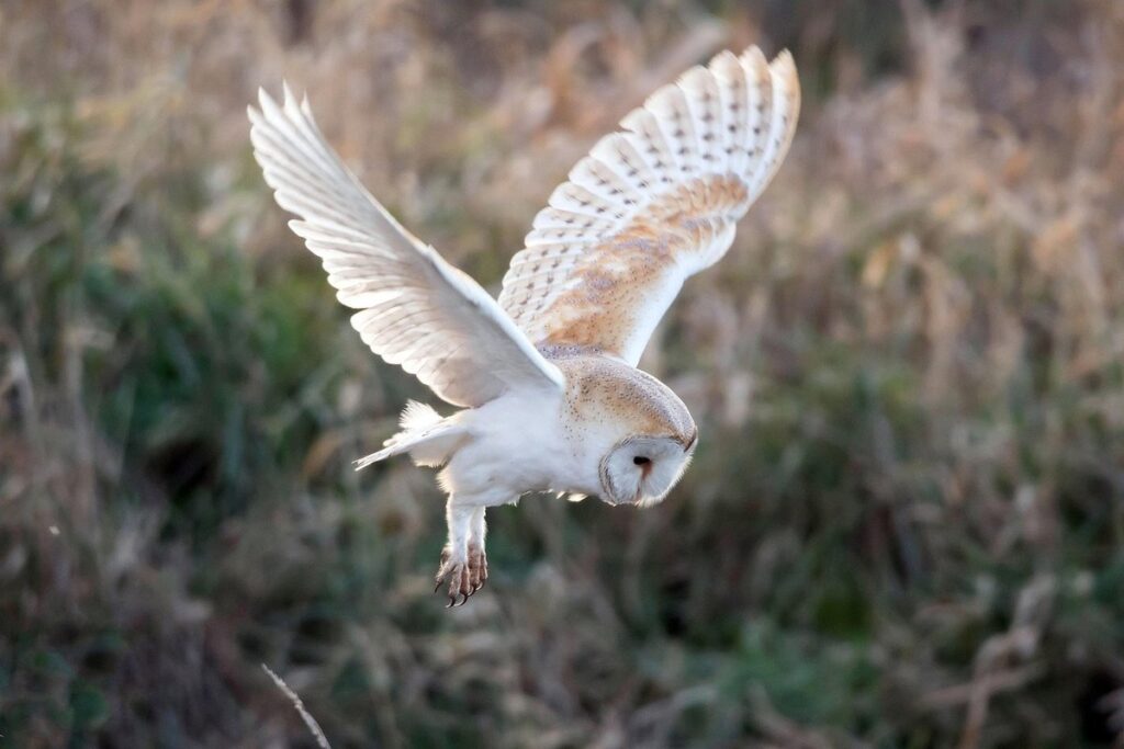 barn owl as an exotic pet