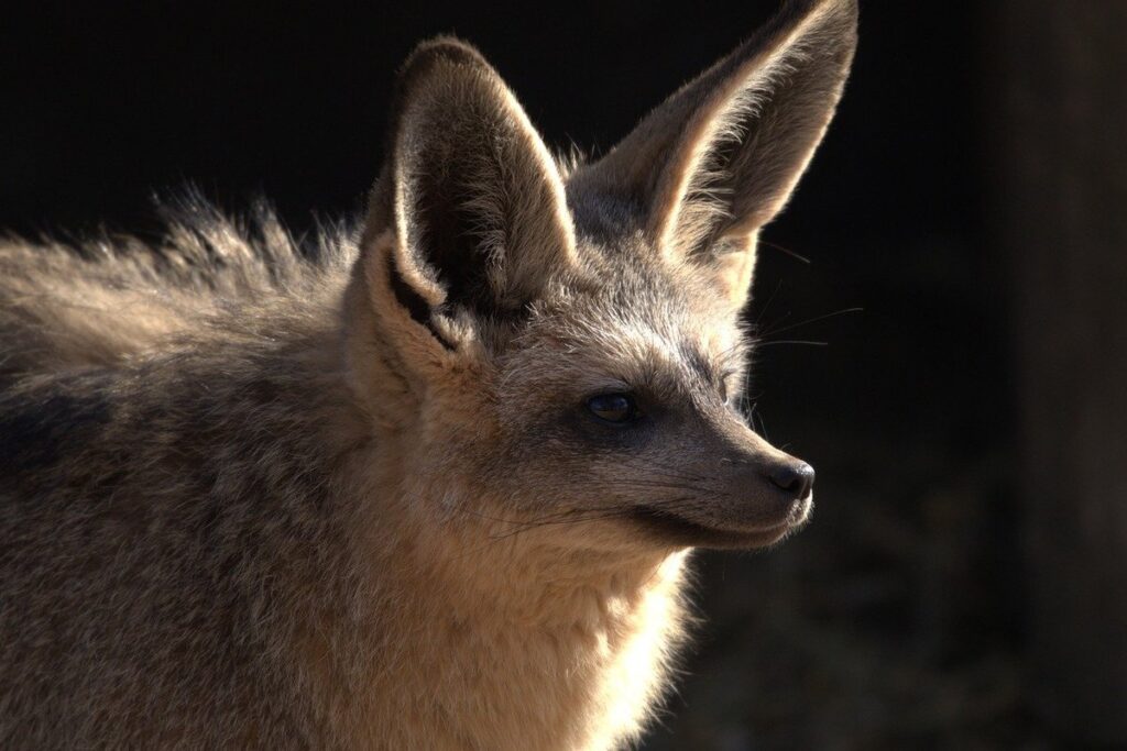 bat eared fox pet