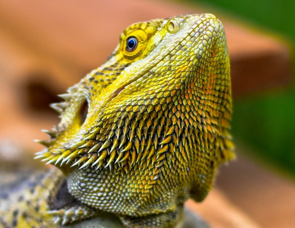 blue bearded dragon colours