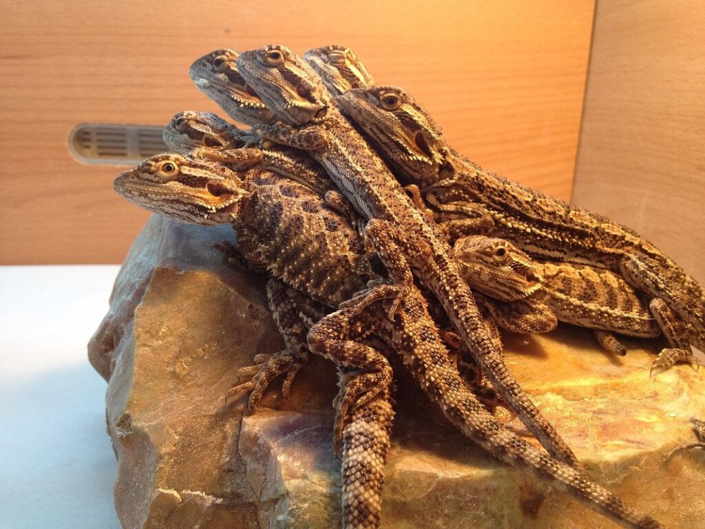 beardie bearded dragon
