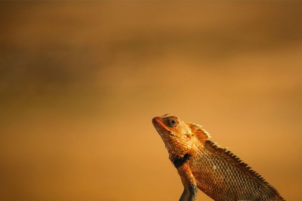 beared dragon