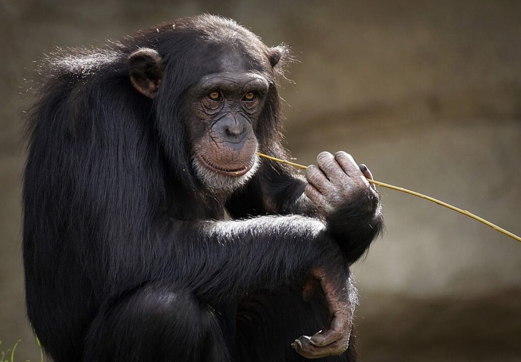 best pet monkey species