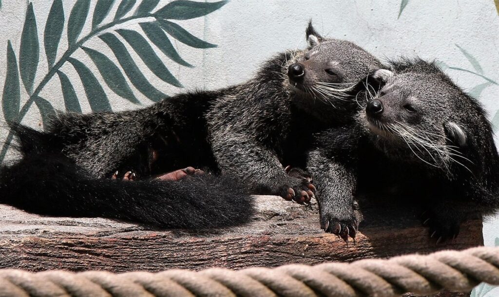binturong pet