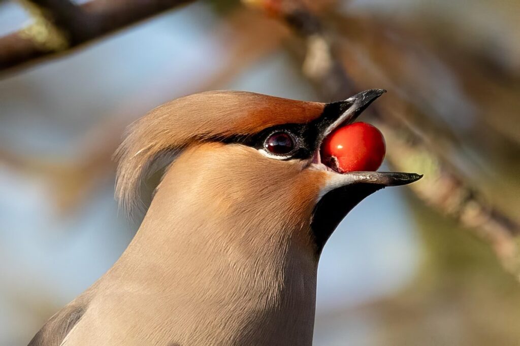 pretty bird bird food