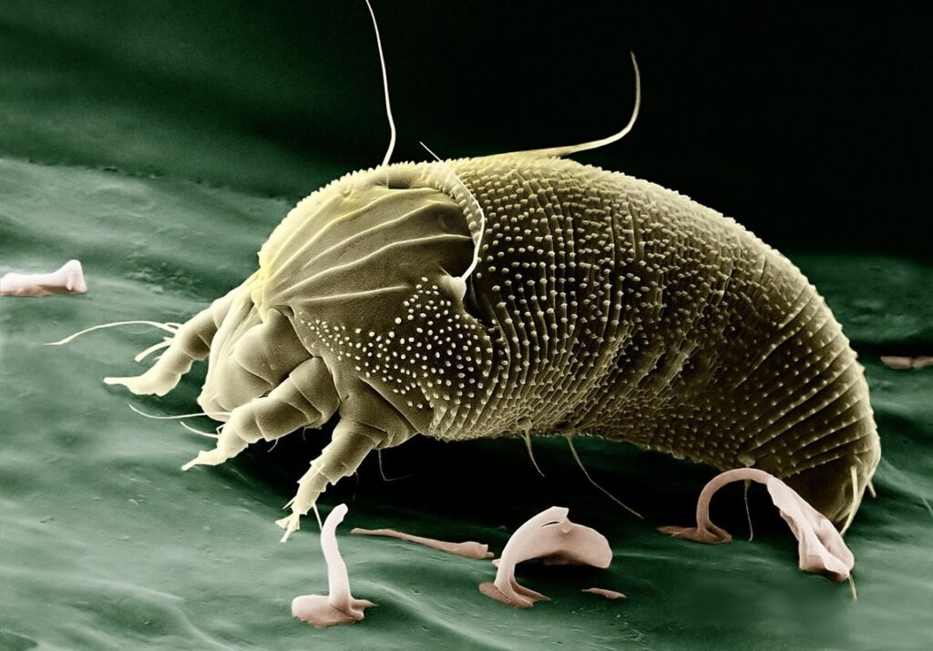 bird mites