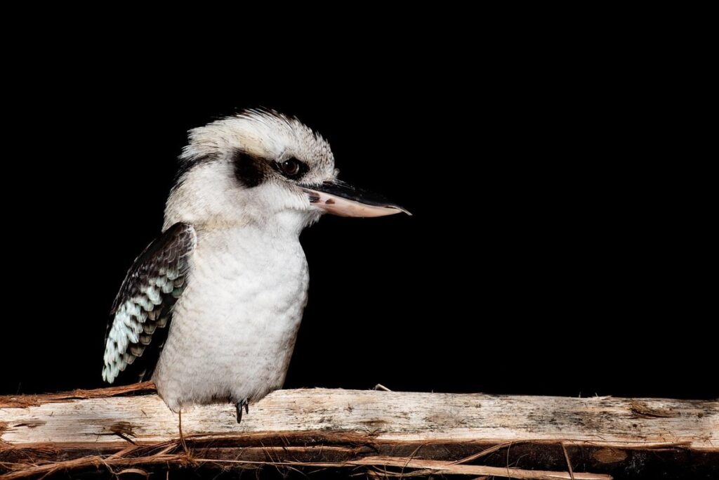 bird perches wood