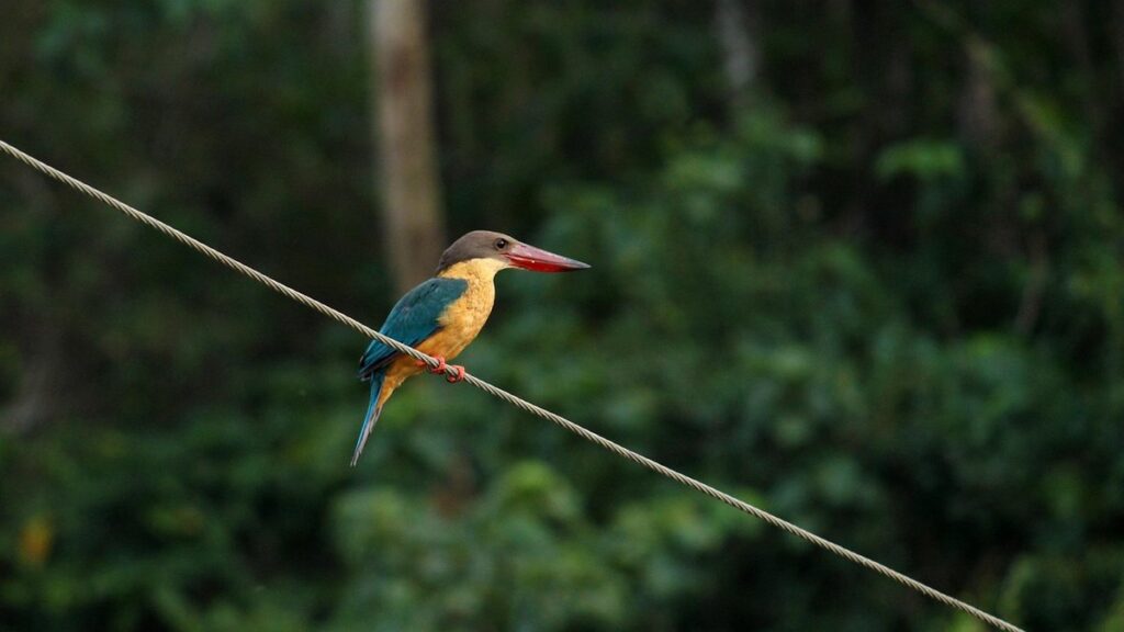 bird rope perch