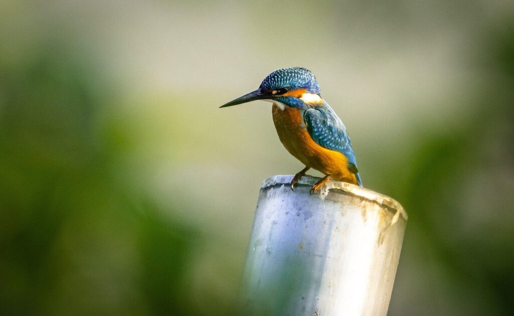 Bird shower perch