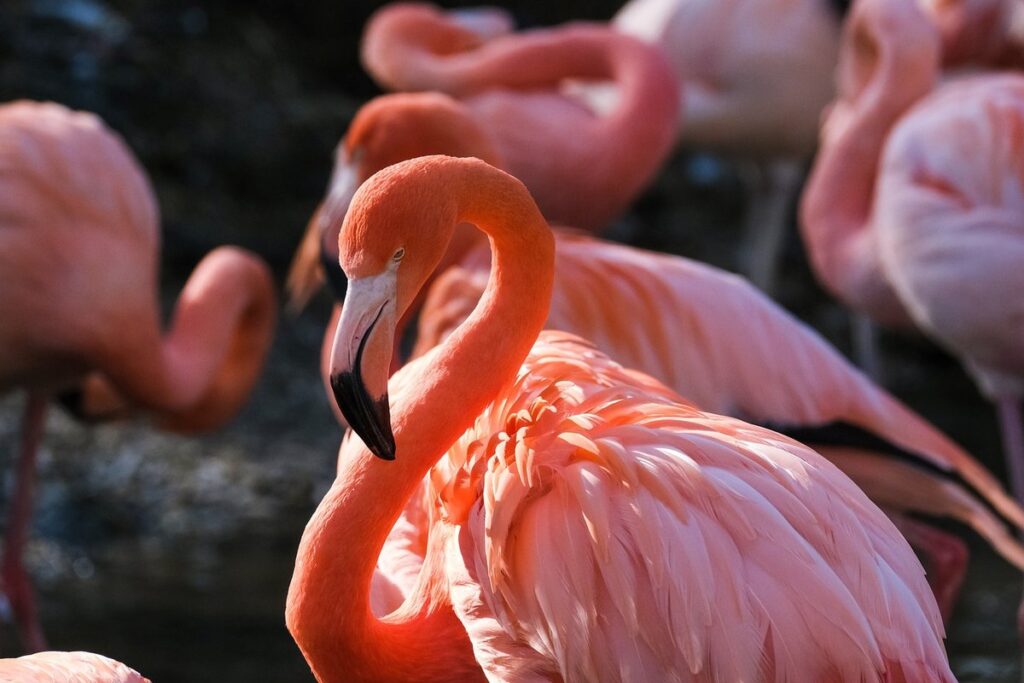 regurgitate bird