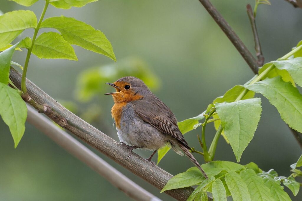 bird vocalization meanings
