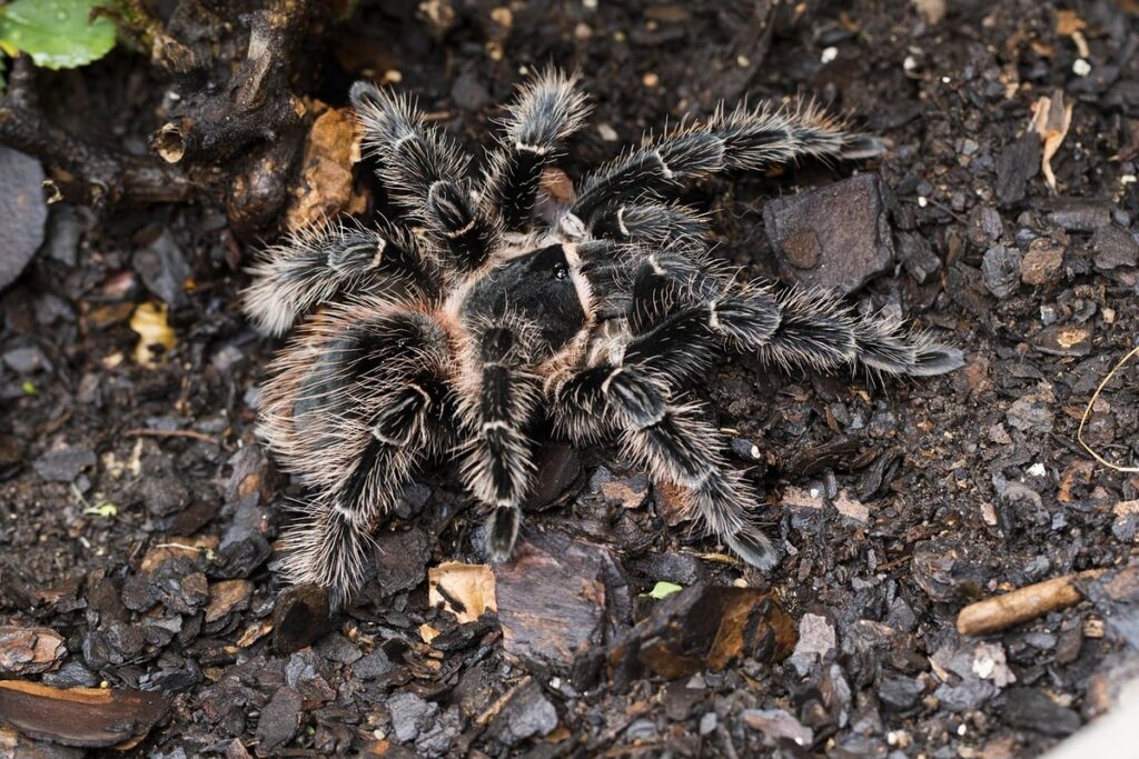 brazilian salmon pink birdeater