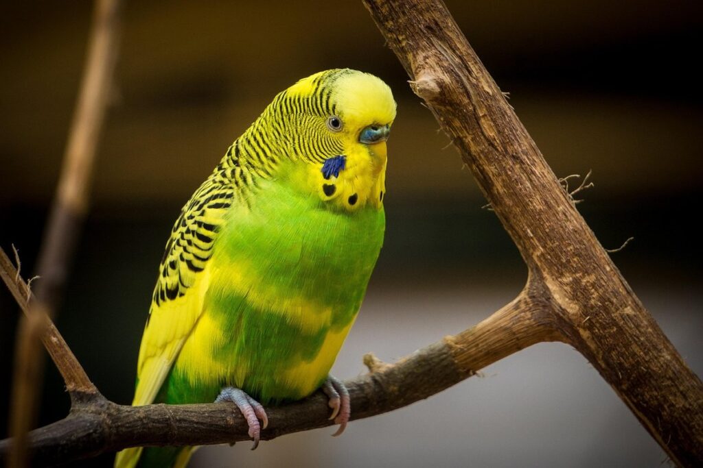 birds loving
