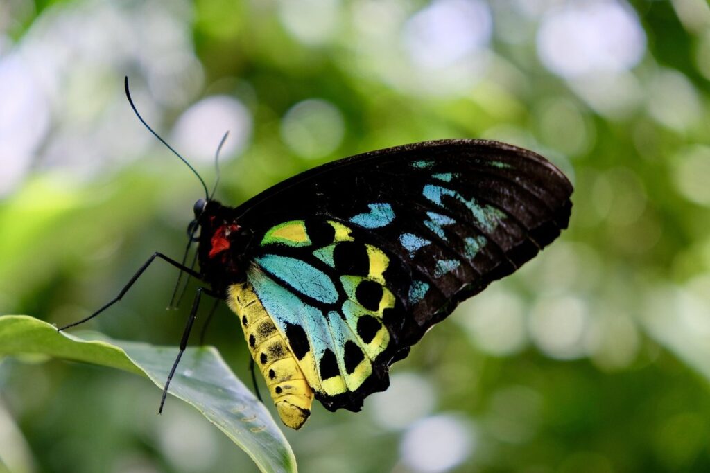 queen alexandra’s birdwing habitat