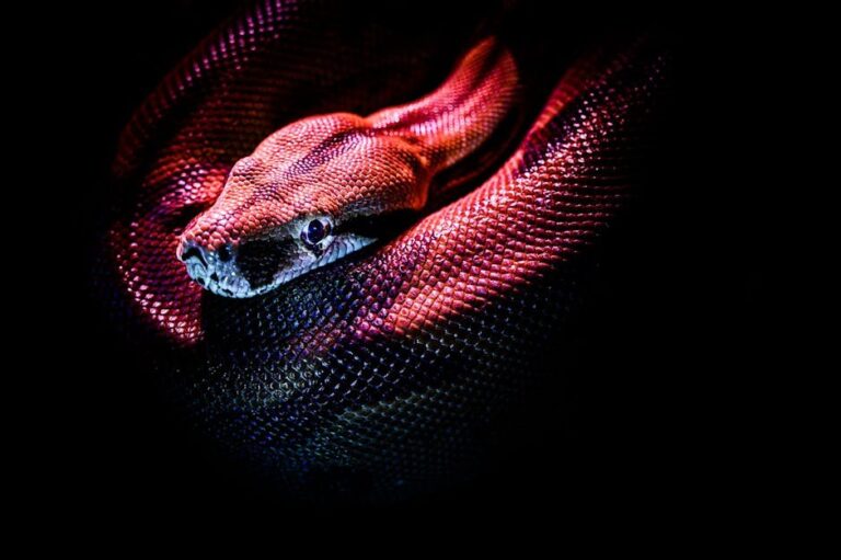 all black snakes characteristics