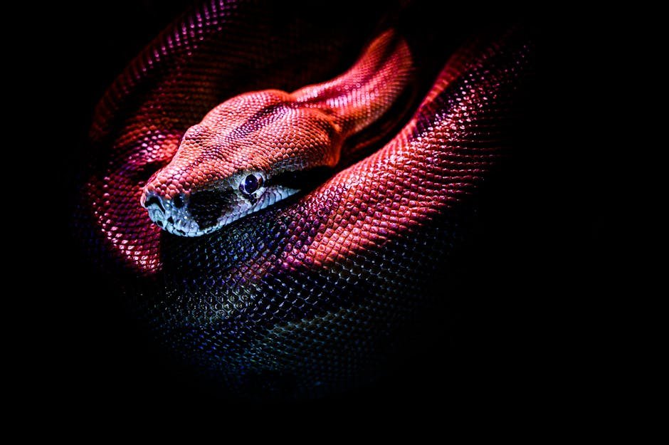 black snakes characteristics -> black snake